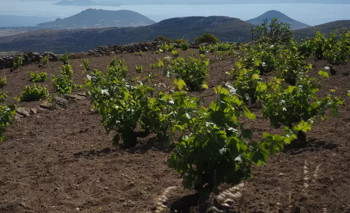 Ο ΚΟΑΠ ολοκλήρωσε πληρωμές ύψους €896.757,15 στους αμπελοκαλλιεργητές