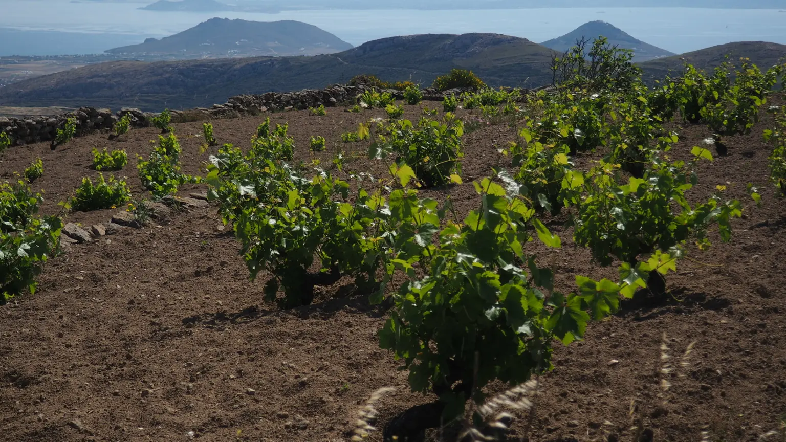 Ο ΚΟΑΠ ολοκλήρωσε πληρωμές ύψους €896.757,15 στους αμπελοκαλλιεργητές