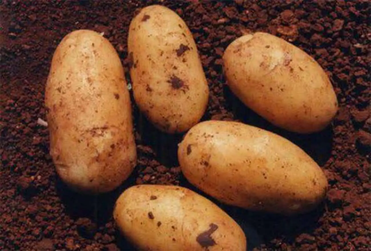 Προστασία κυπριακής πατάτας στην ελληνική αγορά