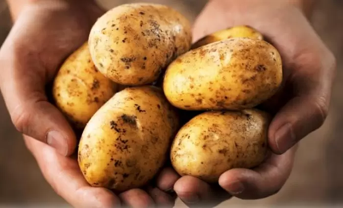 Εκατομμύρια κέρδη από το παραεμπόριο των πατατών