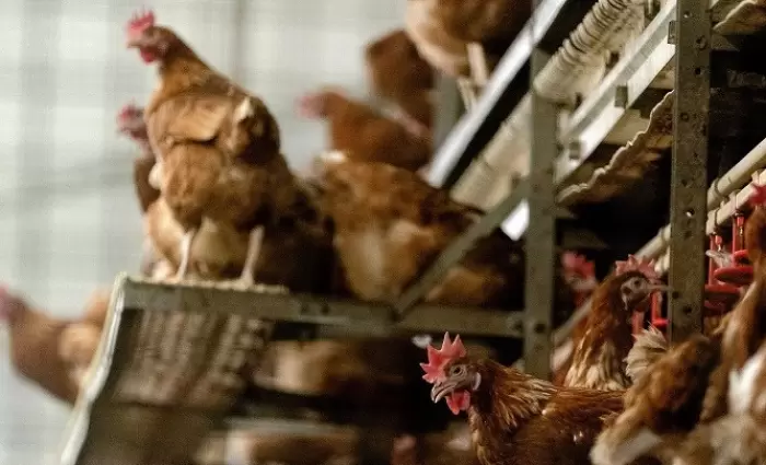 Δανία: Θανάτωση 25.000 κοτόπουλων λόγω γρίπης πτηνών