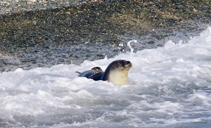 Με τη Δύναμη της Συνεργασίας: Ένα Βήμα Μπροστά για την Προστασία της Μεσογειακής Φώκιας Monachus Monachus
