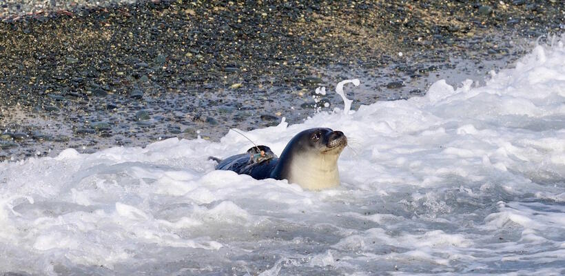 Με τη Δύναμη της Συνεργασίας: Ένα Βήμα Μπροστά για την Προστασία της Μεσογειακής Φώκιας Monachus Monachus