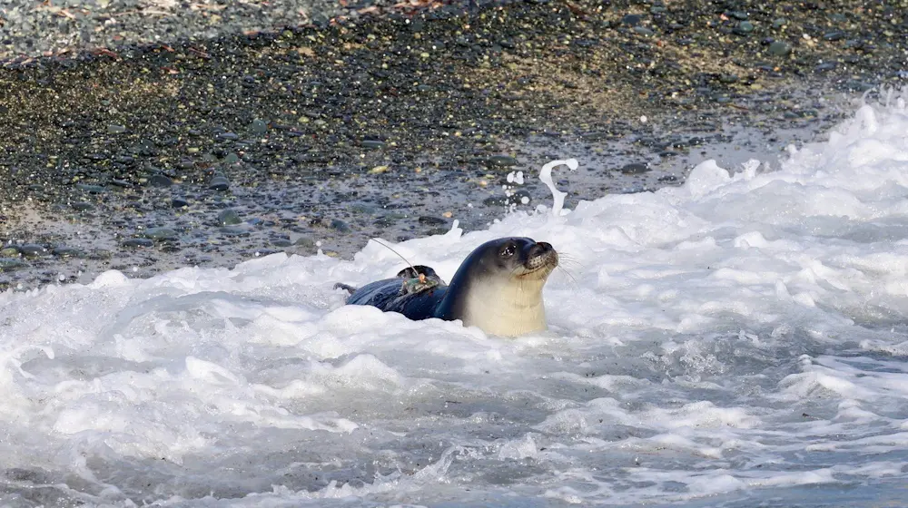 Με τη Δύναμη της Συνεργασίας: Ένα Βήμα Μπροστά για την Προστασία της Μεσογειακής Φώκιας Monachus Monachus