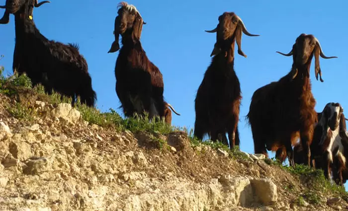 Το Υπουργείο Γεωργίας πρότεινε να σταματήσει η παραγωγή αιγοπρόβειου χαλλουμιού