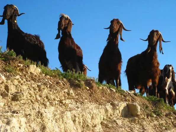Το Υπουργείο Γεωργίας πρότεινε να σταματήσει η παραγωγή αιγοπρόβειου χαλλουμιού