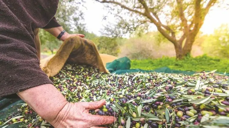 Αλματώδης η πρόοδος βιολογικής παραγωγής στην Κύπρο την τελευταία δεκαετία
