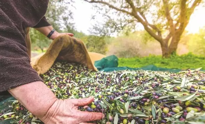 Αλματώδης η πρόοδος βιολογικής παραγωγής στην Κύπρο την τελευταία δεκαετία