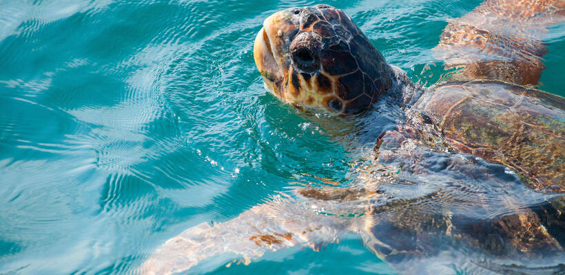 Δράσεις από την Ε.Ε. για την προστασία της θαλάσσιας χελώνας 