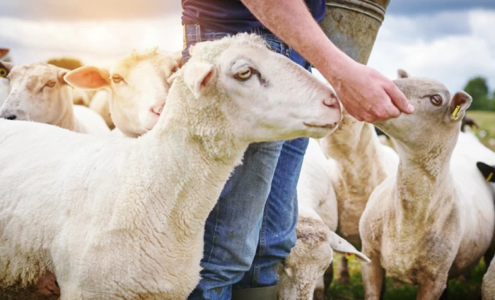 €3.88 εκατ. κατέβαλε ο ΚΟΑΠ για τη συνδεδεμένη ενίσχυση αιγοπροβάτων 2025