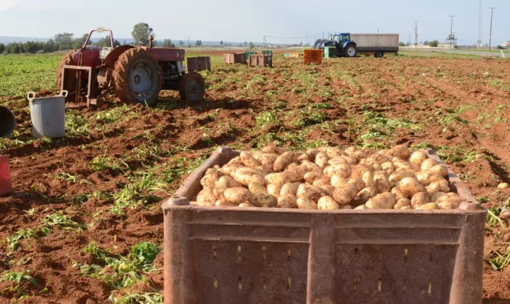 Πλήγμα για τους πατατοπαραγωγούς λόγω πολέμου και βροχοπτώσεων- Αυξάνεται το κόστος, καθυστερούν οι εξαγωγές