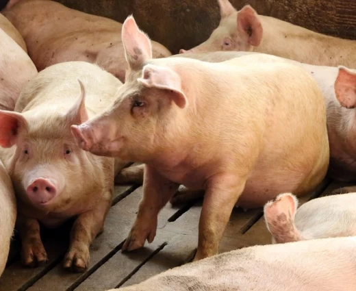 Επιβεβαιώθηκε κρούσμα αφθώδους πυρετού σε χοιροστάσιο στη Λευκωσία