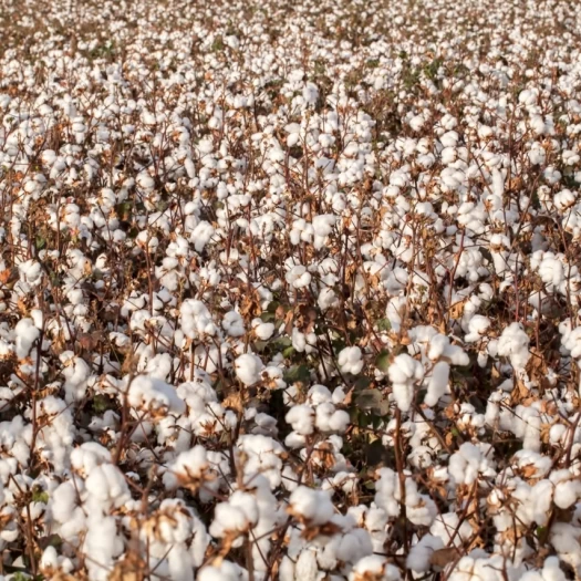Στροφή 180 μοιρών από τους επενδυτές για το βαμβάκι - «Ταύροι» για πρώτη φορά έπειτα από 2 χρόνια