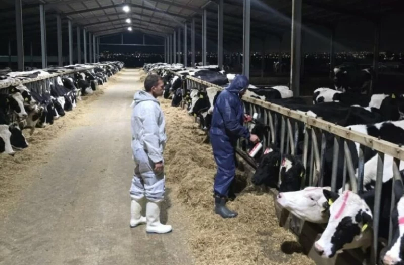 Ζητούν ξεκάθαρο πλαίσιο αποζημιώσεων και τέλος στις θανατώσεις οι κτηνοτρόφοι