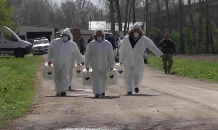 Αφθώδης Πυρετός: Δεν σταματούν οι θανατώσεις ζώων - Στο «κόκκινο» οι κτηνοτρόφοι