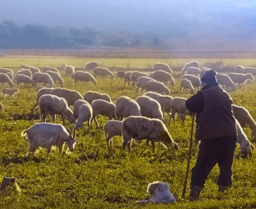 Χαλάρωση πρωτοκόλλου για θανατώσεις ζώων ζητούν αγροτικές οργανώσεις από Χριστοδουλίδη