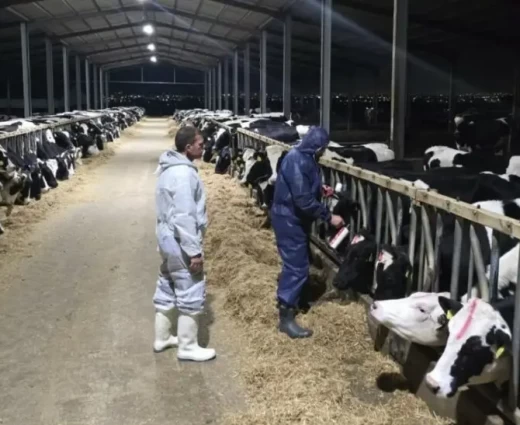 Ποιμνιοτρόφοι: Έντονη αβεβαιότητα στον κλάδο λόγω αφθώδους πυρετού