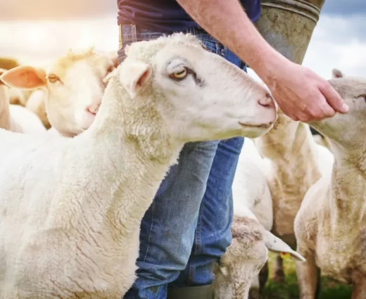 Σε κίνδυνο σπάνια κυπριακή φυλή προβάτων στη Δρομολαξιά λόγω αφθώδους