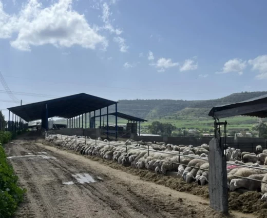 Άμεσες αποζημιώσεις για τα θανατωθέντα ζώα ζητούν οι κτηνοτρόφοι