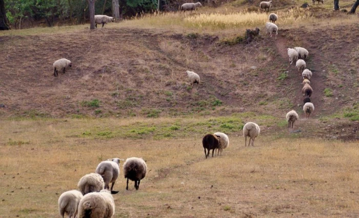 «Επάρκεια κρέατος παρά τον αφθώδη - Προβλήματα στη μεταφορά ζώων για σφαγή»