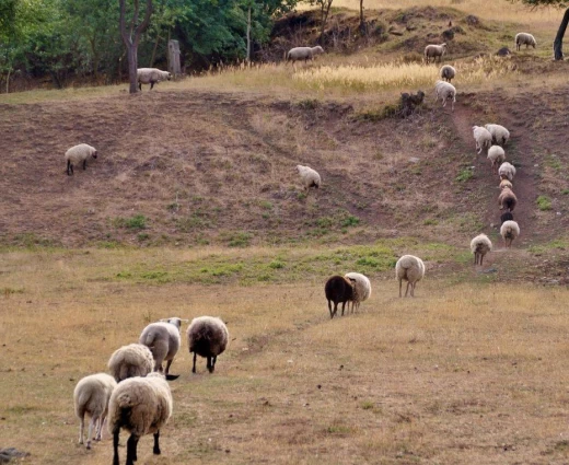 «Επάρκεια κρέατος παρά τον αφθώδη - Προβλήματα στη μεταφορά ζώων για σφαγή»