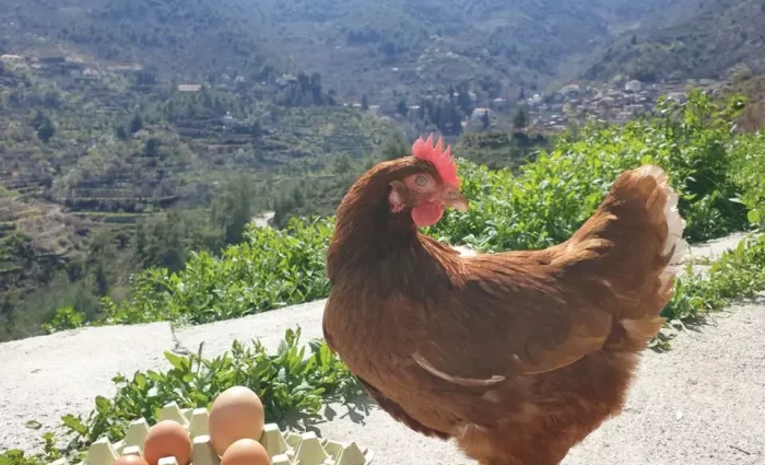 Αύξηση 7,3% στα αυγά εκκόλαψης για κρεατοπαραγωγή τον Απρίλιο