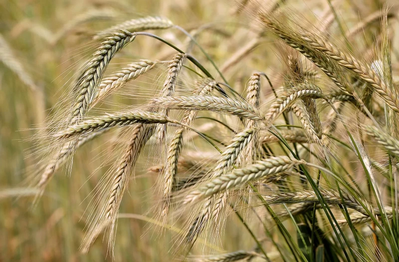 Πρόβλεψη για τριψήφια αύξηση της απόδοσης κριθαριού στην Κύπρο το 2026